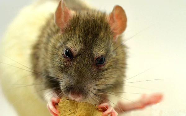 rodent Animal rat HD Desktop Wallpaper | Background Image