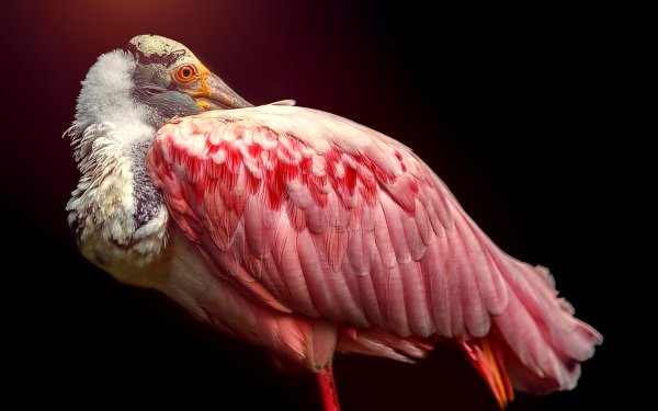 Animal Roseate Spoonbill Birds Ibises Spoonbill Bird HD Wallpaper | Background Image