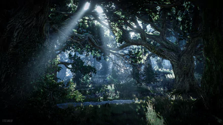 A captivating HD wallpaper from The Witcher 3: Wild Hunt, showcasing a mystical forest illuminated by beams of light filtering through dense foliage.