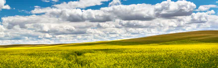  palouse canola clouds