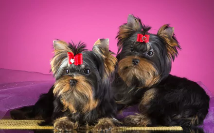Two adorable Yorkshire Terrier puppies with red bows on a vibrant pink background, captured in an HD desktop wallpaper featuring charming yorkies.