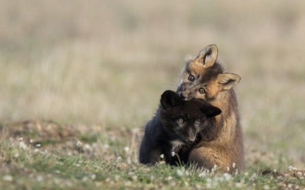 Animal Fox Baby Animal Cub HD Wallpaper | Background Image