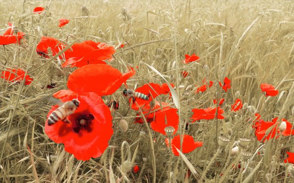 Nature Poppy Flowers Flower Red Flower Bee Insect Field Summer HD Wallpaper | Background Image