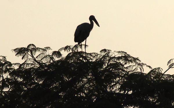 Stork on a nest
