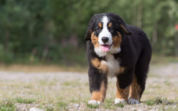 puppy dog bernese mountain dog Animal sennenhund HD Desktop Wallpaper | Background Image