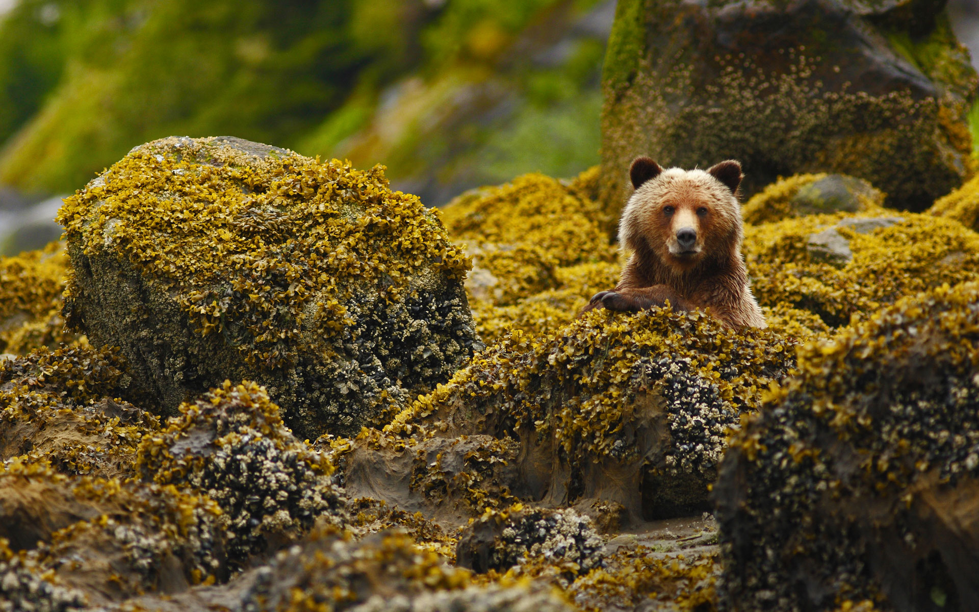 Animal Grizzly Bear HD Wallpaper | Background Image