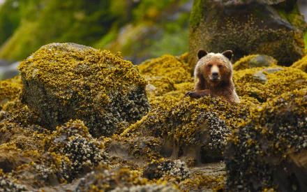 brown bear grizzly Animal grizzly bear HD Desktop Wallpaper | Background Image