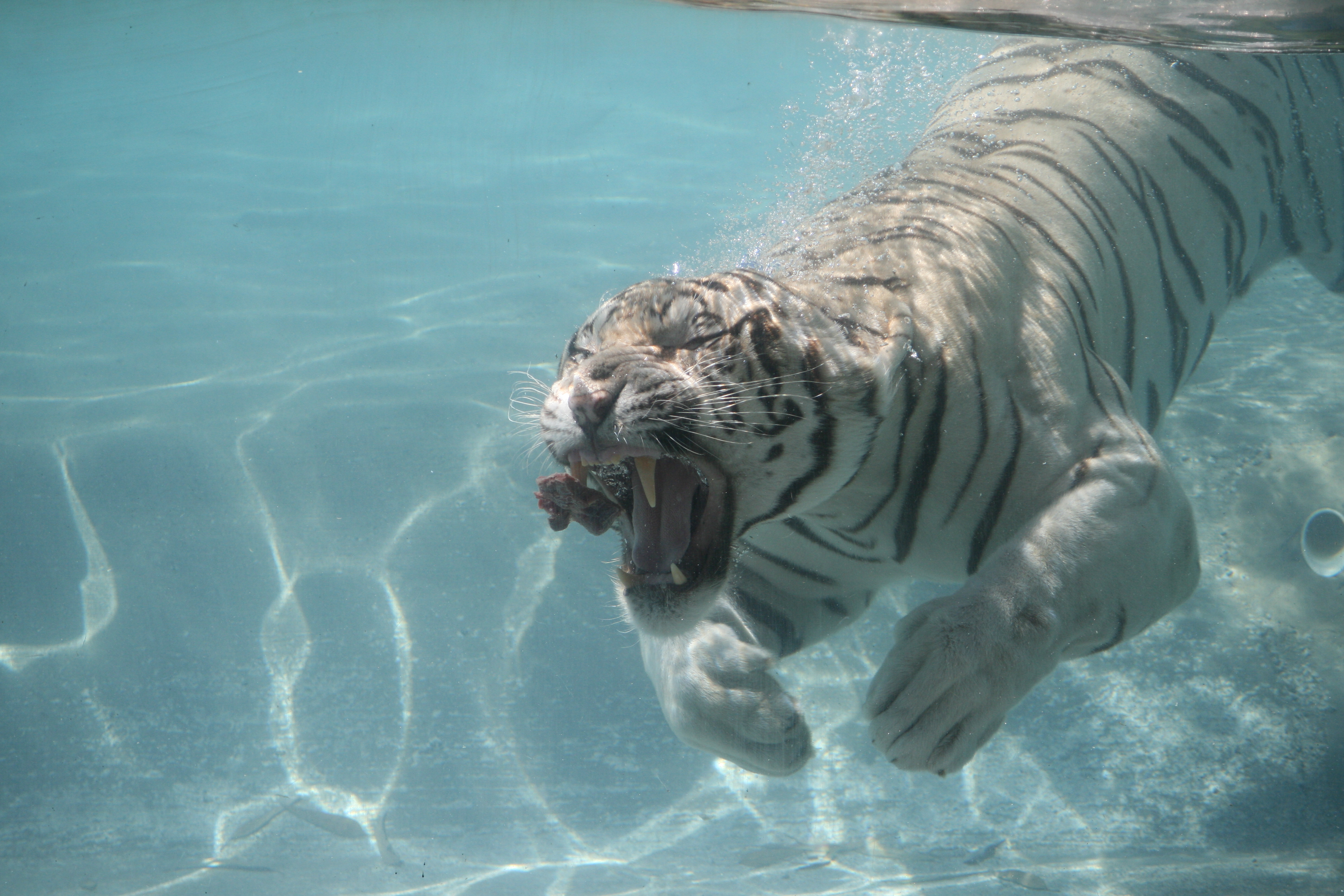 White Tiger Swimming Under Water