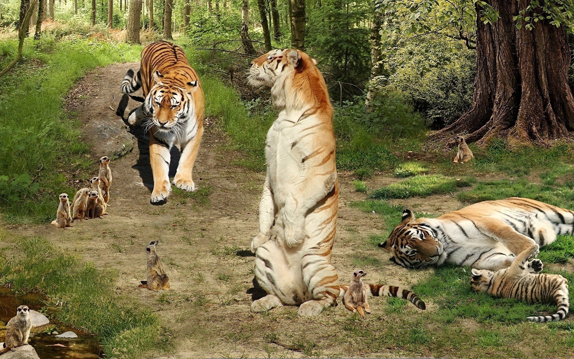 Работы с дикими животными. Тигр в дикой природе. Фотообои с дикими животными. Тигры и львы в природе. Лев и тигр.