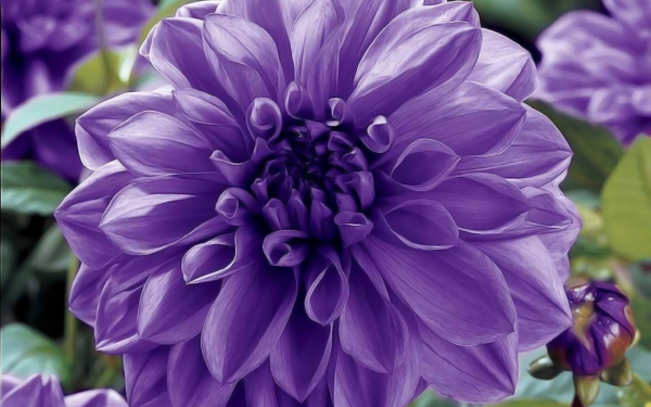 Earth Dahlia Flowers Flower Close-Up Purple Flower HD Wallpaper | Background Image