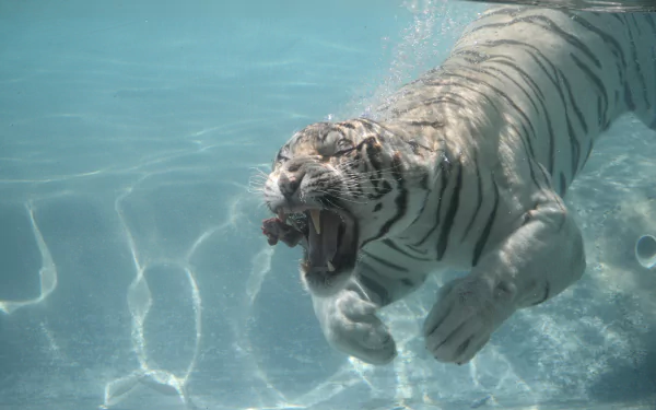 A striking white tiger swimming underwater, captured in stunning 4K Ultra HD, showcasing its powerful form and vibrant aquatic environment.