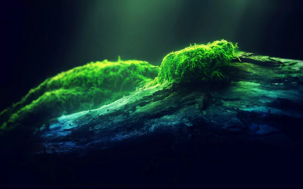 nature moss HD Desktop Wallpaper | Background Image