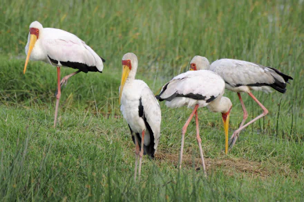 4K Ultra HD PC desktop wallpaper/background: group of white storks (animal) with yellow beaks and pink legs foraging in green marsh grass.