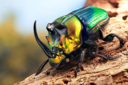 Close-up HD macro of a colorful Hercules beetle on bark, showcasing its iridescent exoskeleton and distinct horns in vivid detail.