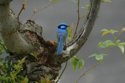  The superb fairy-wren, also known as the superb blue-wren