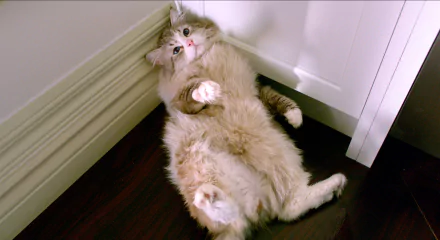 cat movie Nine Lives HD Desktop Wallpaper | Background Image