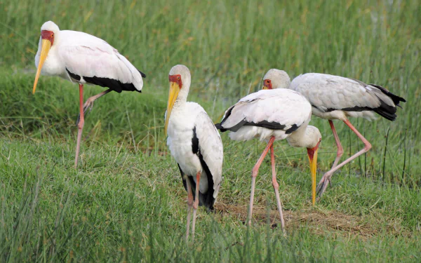  Yellow-billed stork, Lake Nakuru National Park, Kenya