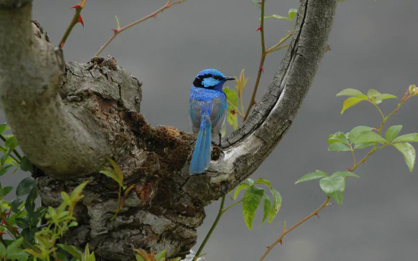 The superb fairy-wren, also known as the superb blue-wren
