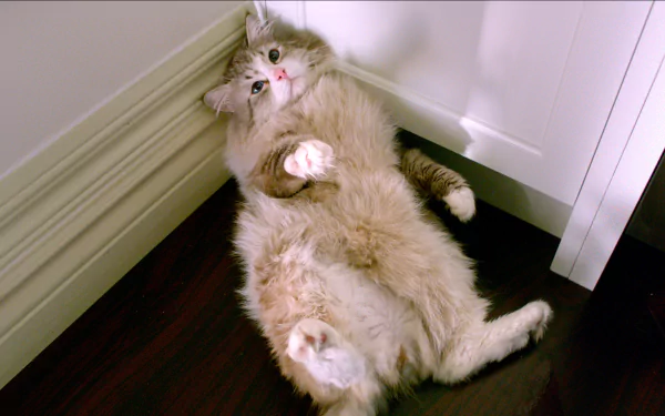 cat movie Nine Lives HD Desktop Wallpaper | Background Image