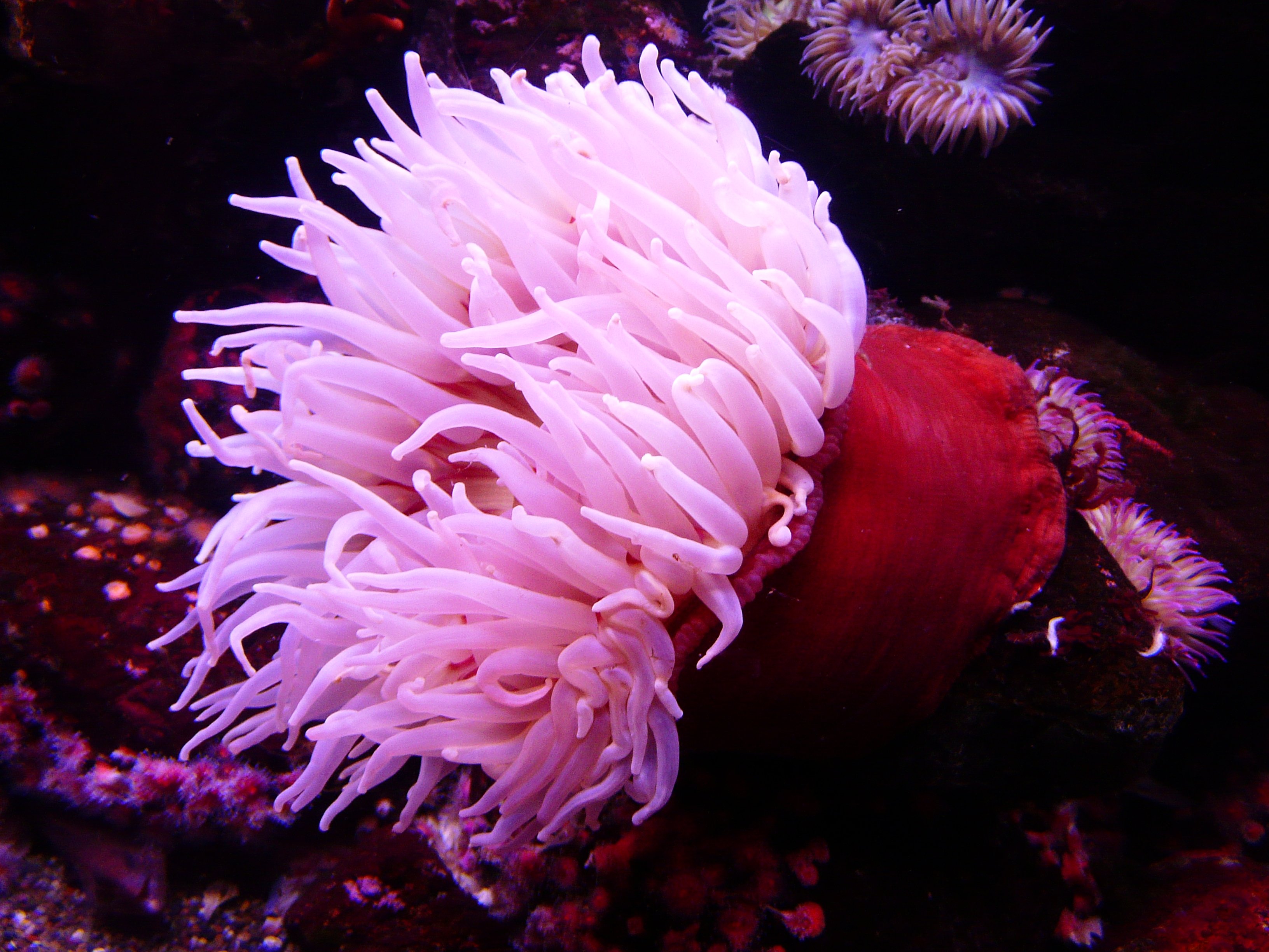 Pink Sea Anemone by LoggaWiggler