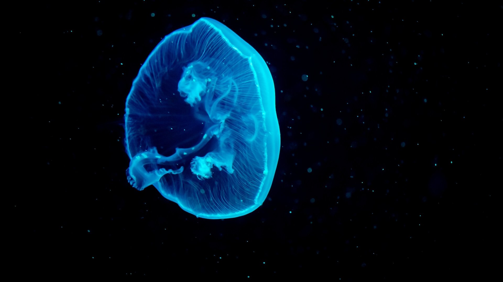 Download Animal Jellyfish 4k Ultra HD Wallpaper