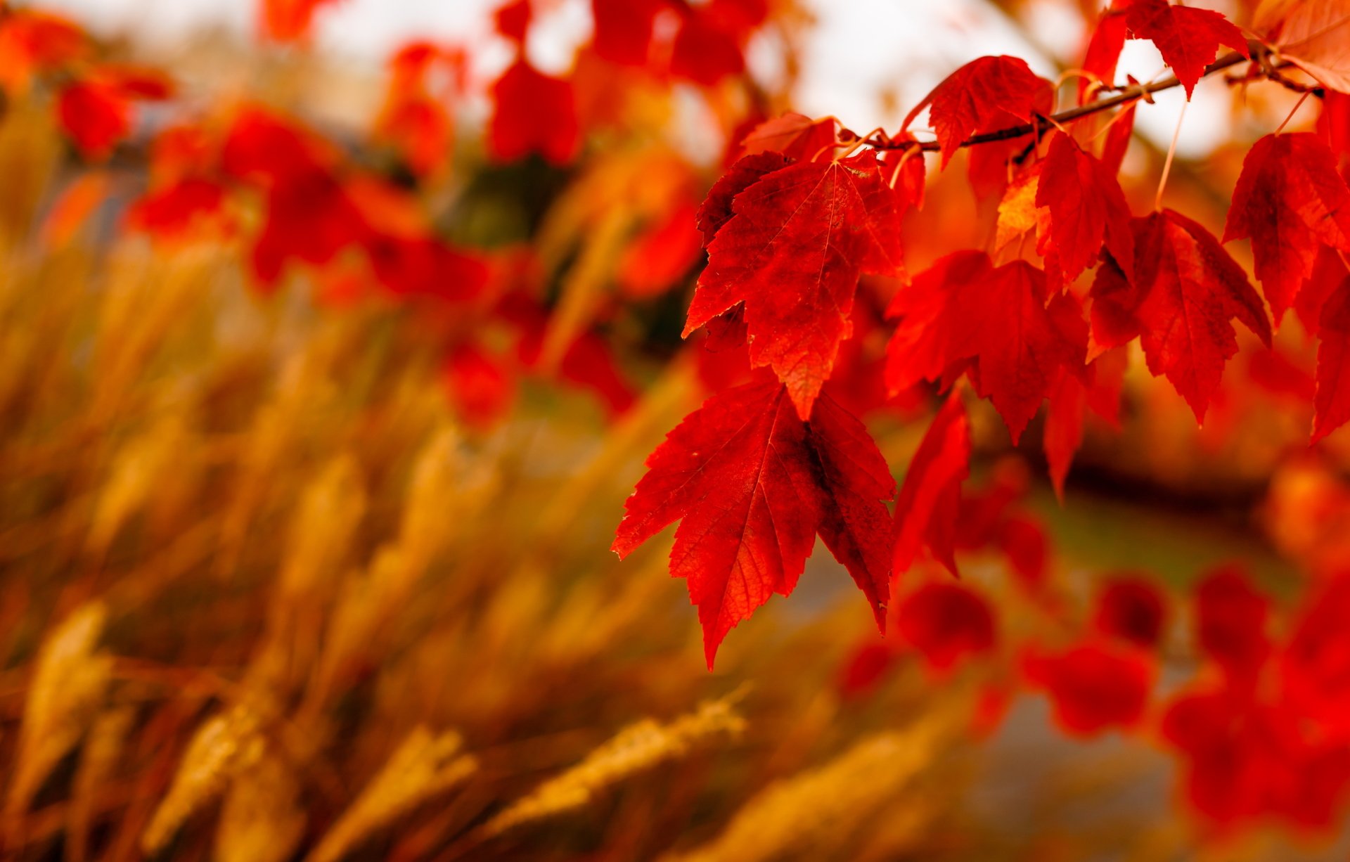 Fall 4k Ultra HD Wallpaper | Background Image | 4259x2719