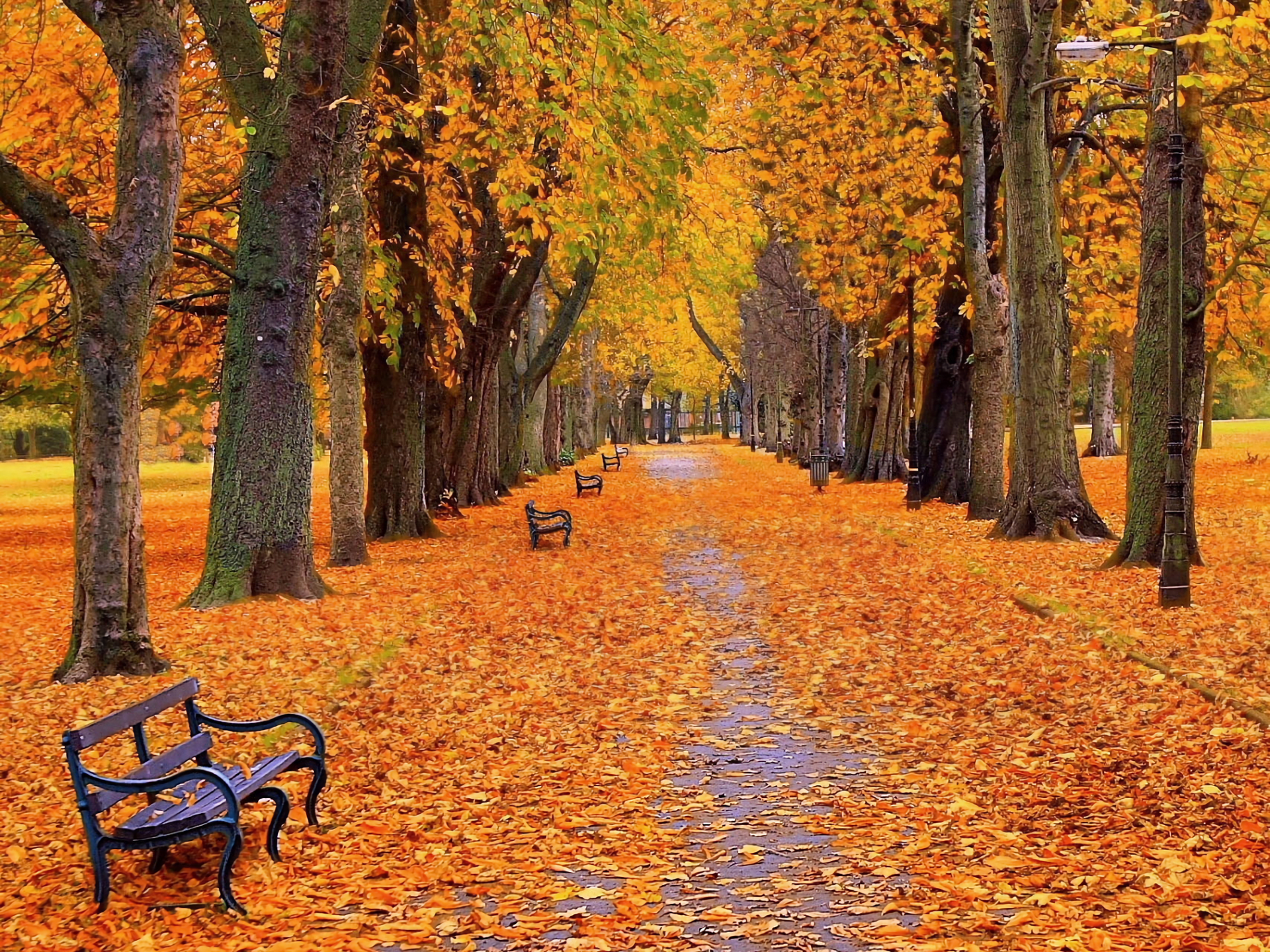 Park in Autumn HD Wallpaper | Background Image | 1920x1440