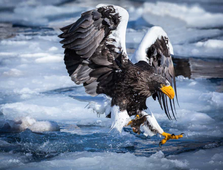 A striking bird of prey, this eagle splashes into icy waters, showcasing its powerful wings and vibrant yellow beak. This HD image serves as a stunning desktop wallpaper.