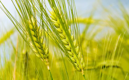  stalks of wheat