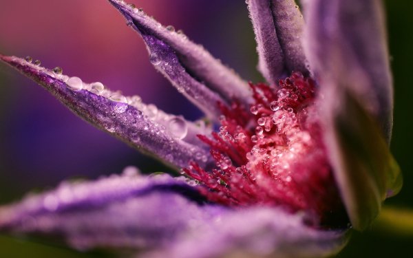 Earth Flower Flowers Purple Flower Water Drop Dew Macro Nature HD Wallpaper | Background Image