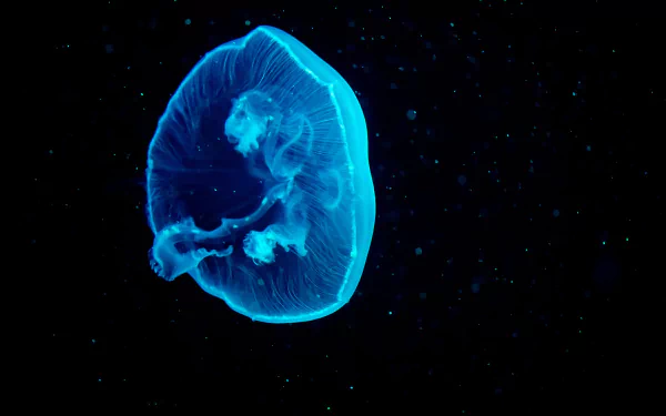 Animal jellyfish HD Desktop Wallpaper | Background Image