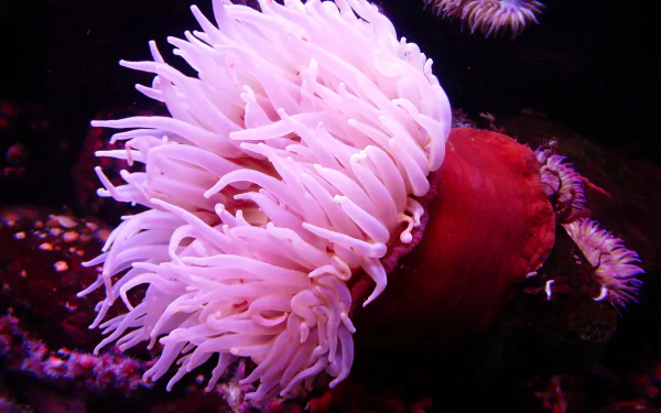  Pink Sea Anemone by LoggaWiggler