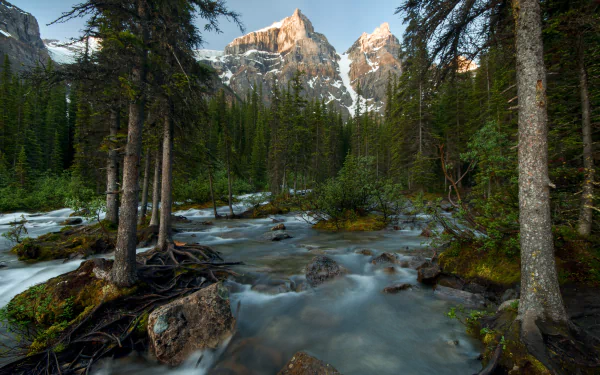 A serene scene in Banff National Park, showcasing majestic mountains, lush forests, and a tranquil stream, capturing the beauty of nature in Canada.