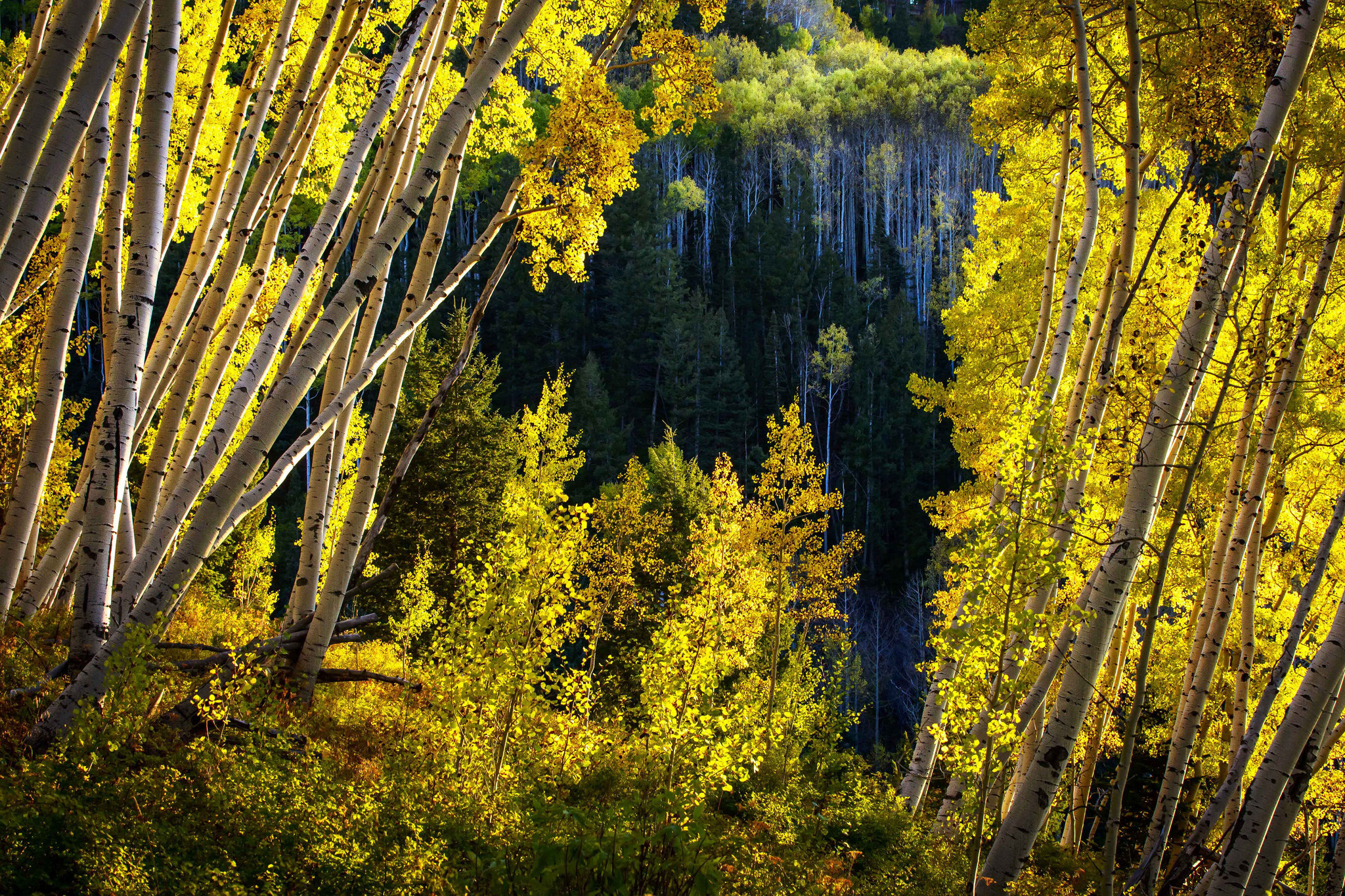 Tierra/Naturaleza Bosque Fondo de pantalla HD | Fondo de Escritorio