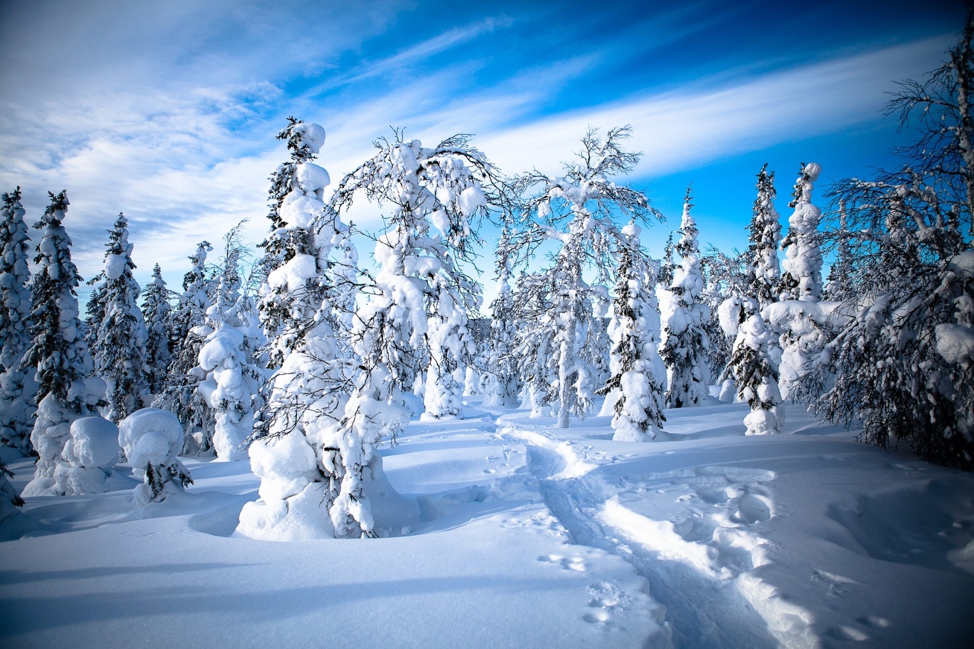 Download Path Snow Tree Nature Winter HD Wallpaper | 2560x1707 ...