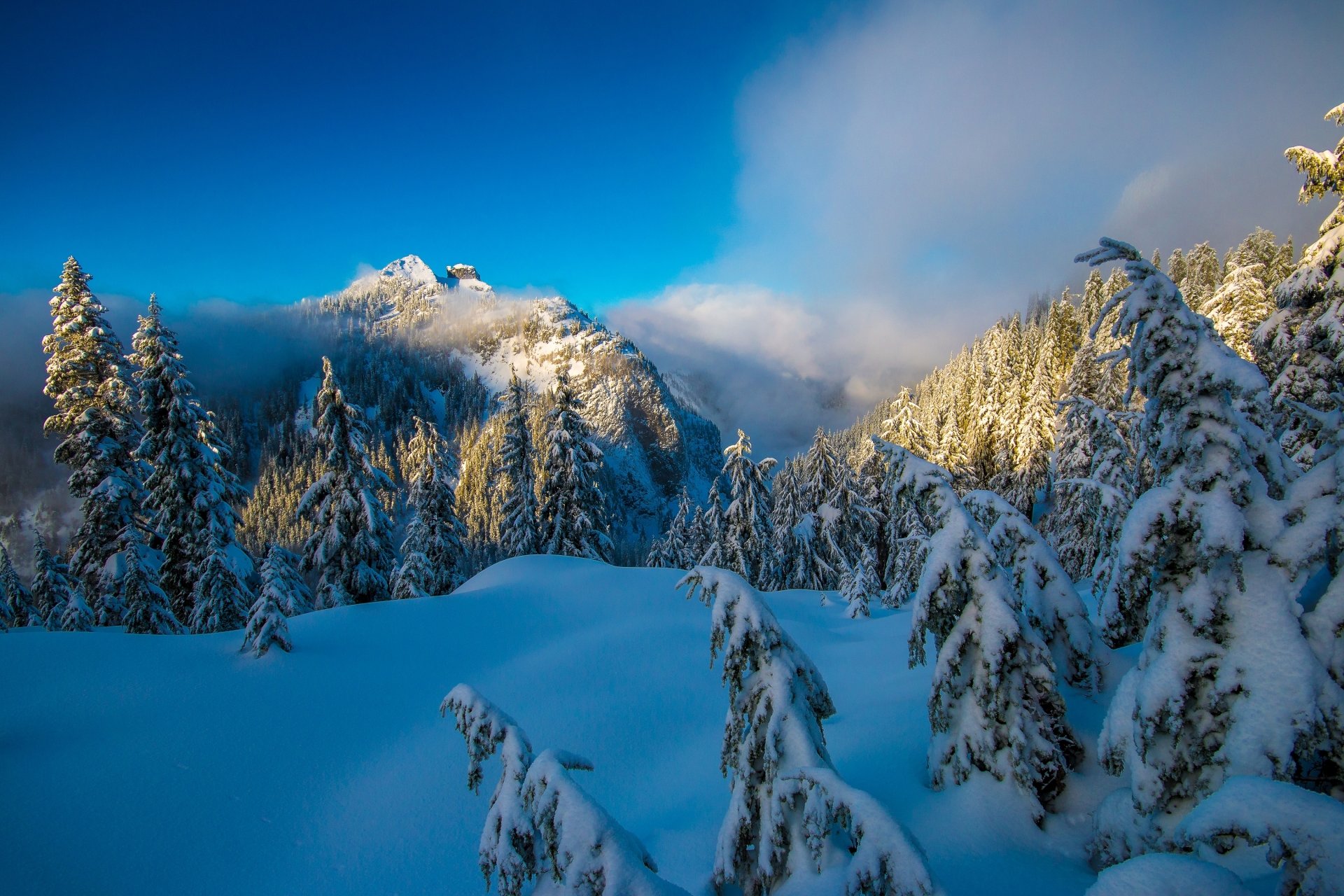 Download Mountain Tree Snow Forest Nature Winter Snowy Mountain HD ...