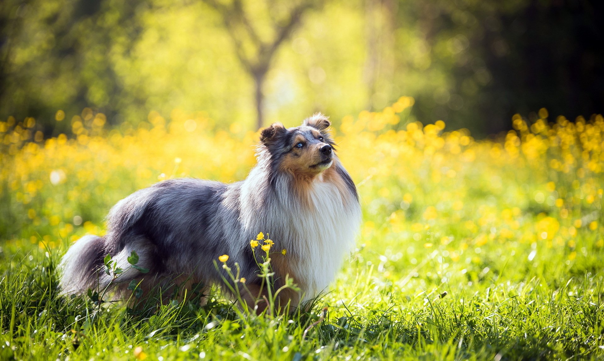 A rough collie stands in sunlit grass with yellow flowers, surrounded by a soft bokeh background on a bright summer day.