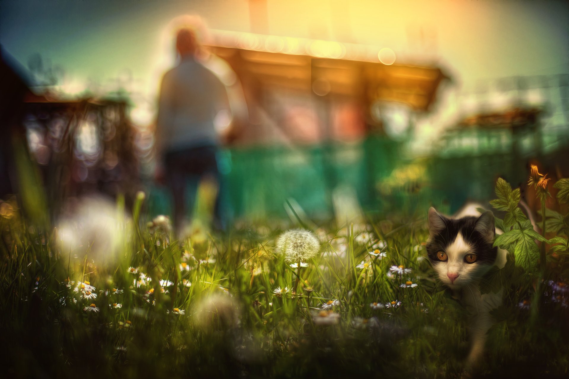 Download Depth Of Field Blur Silhouette Summer Dandelion Bokeh Garden ...