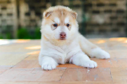 Close-up of a cute Akita puppy lying down on a tiled floor, captured in HD quality, serving as a charming PC desktop wallpaper and background.
