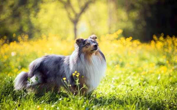 Animal Rough Collie Dogs Dog Summer Sunny Grass Bokeh HD Wallpaper | Background Image