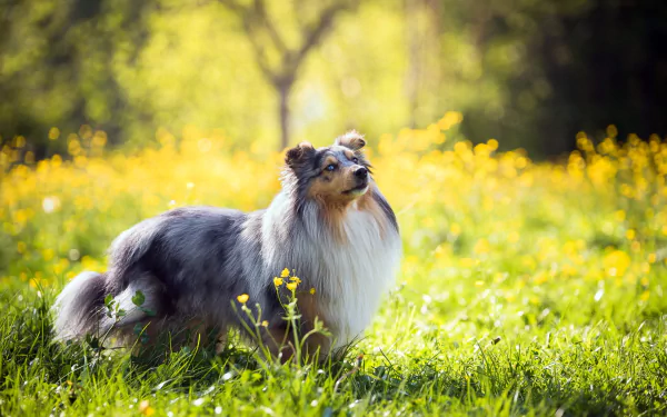 A rough collie stands in sunlit grass with yellow flowers, surrounded by a soft bokeh background on a bright summer day.