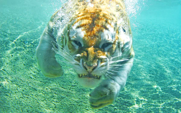 An HD desktop wallpaper featuring a tiger swimming underwater, displaying powerful strokes and intense focus in clear blue water.