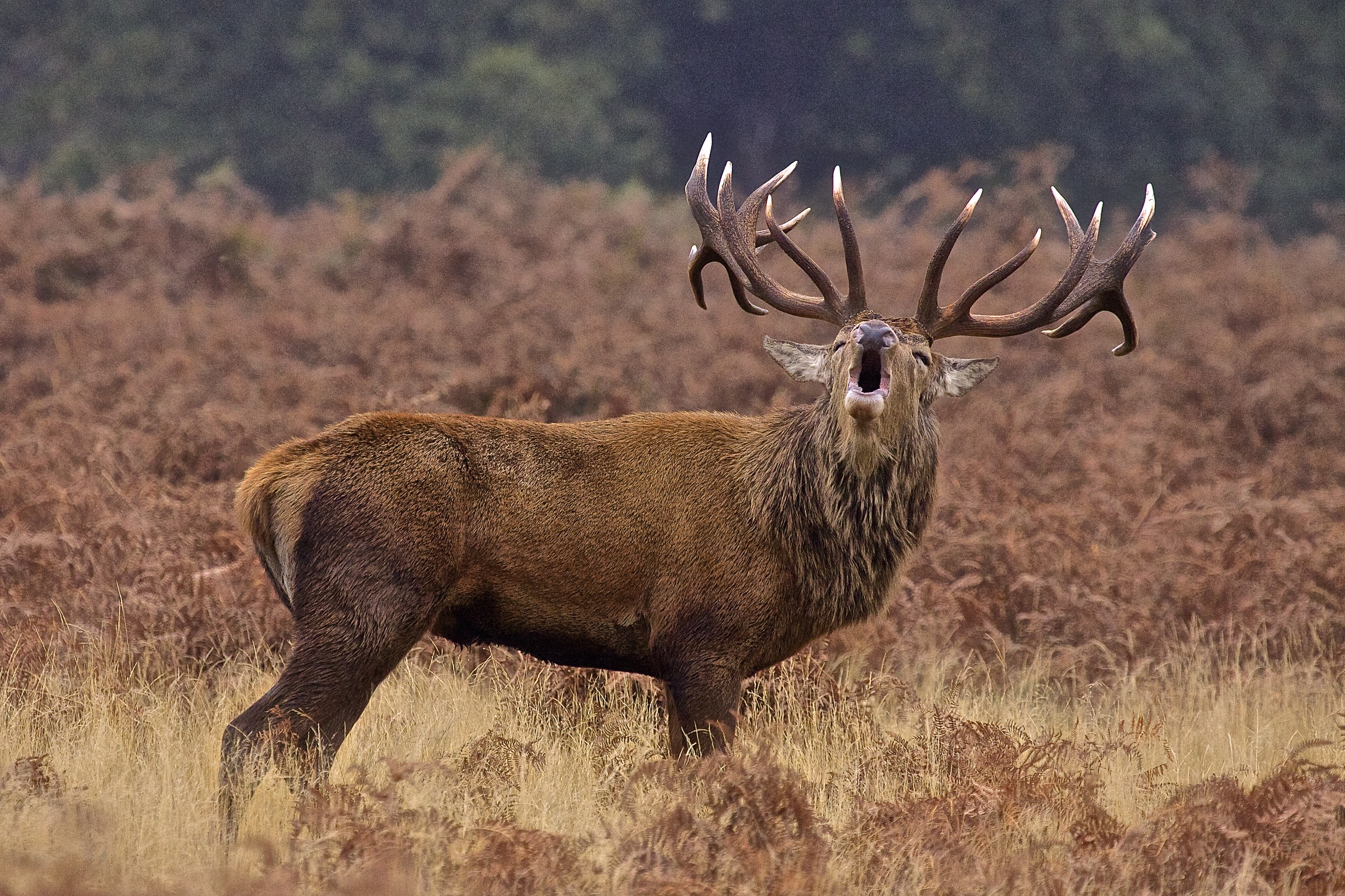 red deer stag 4k Ultra HD Wallpaper | Background Image | 4136x2757