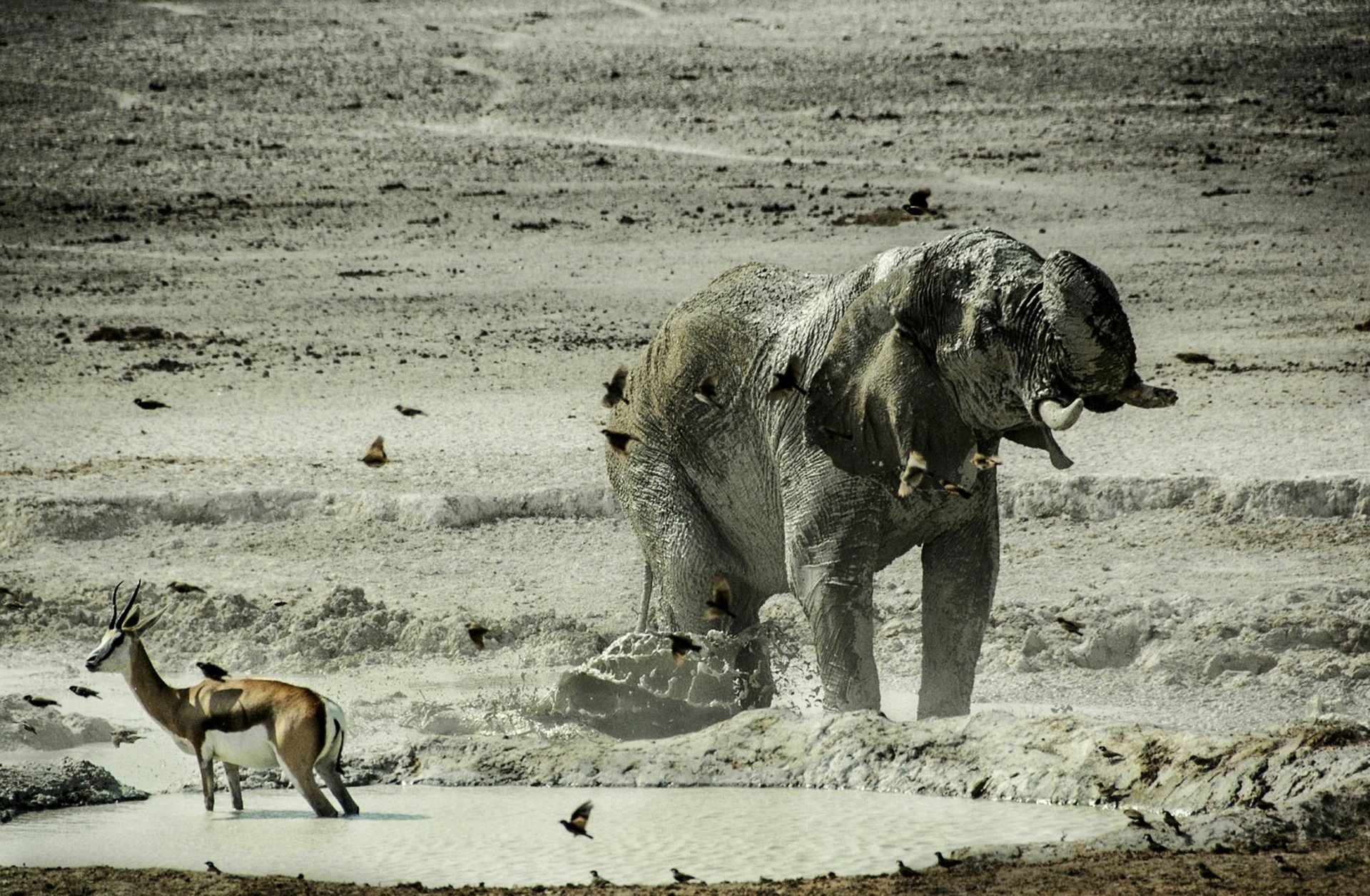 HD desktop wallpaper of an African bush elephant covered in mud standing near water, with a smaller antelope nearby in a dry, cracked landscape.