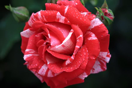 Close-up of a red and white striped rose bud with water drops, showcasing vibrant petals and natural beauty in 4K Ultra HD resolution.