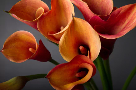 HD desktop wallpaper featuring vibrant orange calla lily flowers against a soft, blurred natural background.