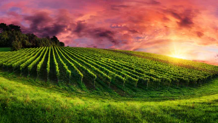 A vibrant vineyard stretches across a green field under a dramatic sky, showcasing rows of grapevines illuminated by a stunning sunset. A beautiful 4K Ultra HD desktop wallpaper.