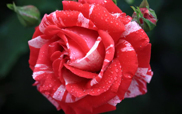 Close-up of a red and white striped rose bud with water drops, showcasing vibrant petals and natural beauty in 4K Ultra HD resolution.