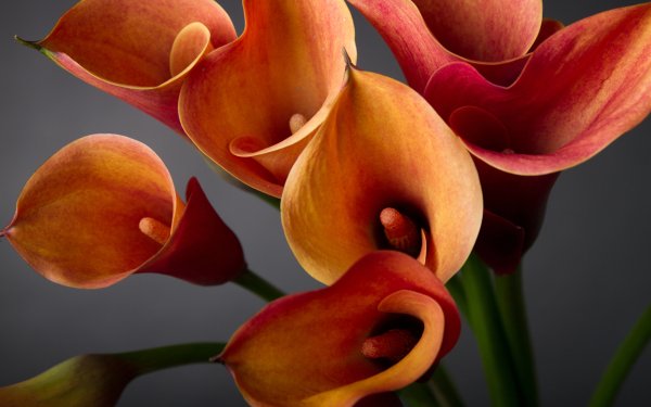 Earth Calla Lily Flowers Flower Orange Flower HD Wallpaper | Background Image