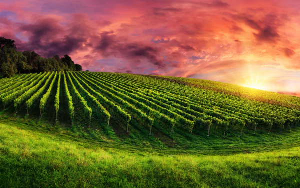 A vibrant vineyard stretches across a green field under a dramatic sky, showcasing rows of grapevines illuminated by a stunning sunset. A beautiful 4K Ultra HD desktop wallpaper.